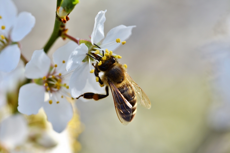 jardinerie-VINS SUR CARAMY-min_bee-4092986